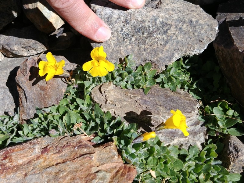 Erythranthe corallina photo 4