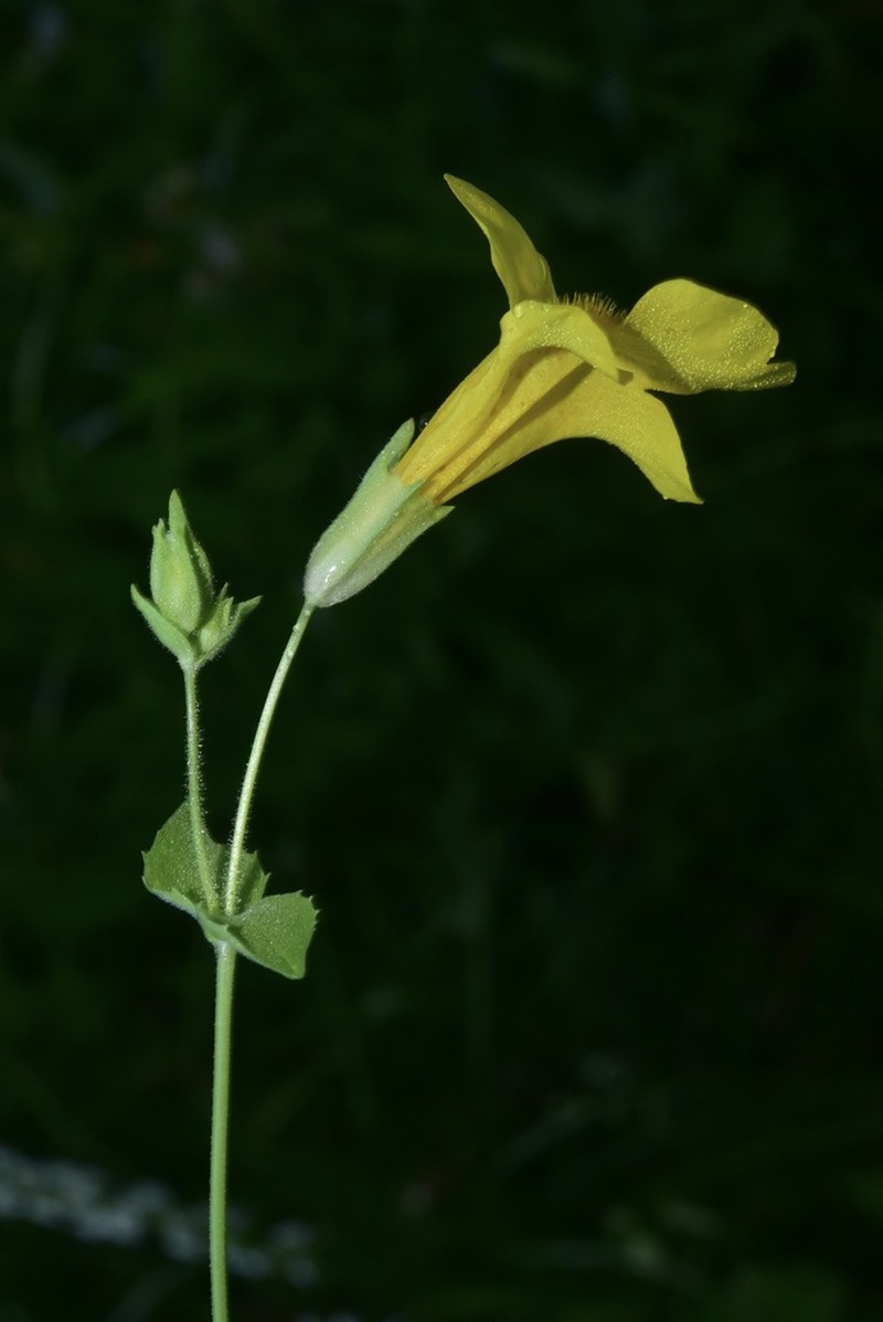Erythranthe corallina photo 5