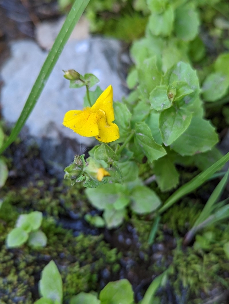 Erythranthe corallina photo 6