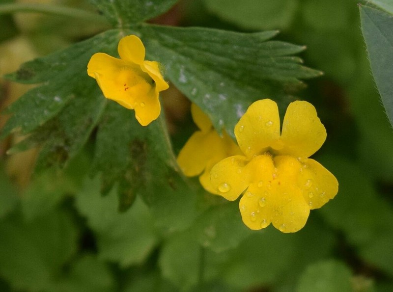 Erythranthe corallina photo 8