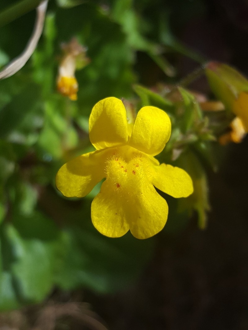 Erythranthe cordata photo 2