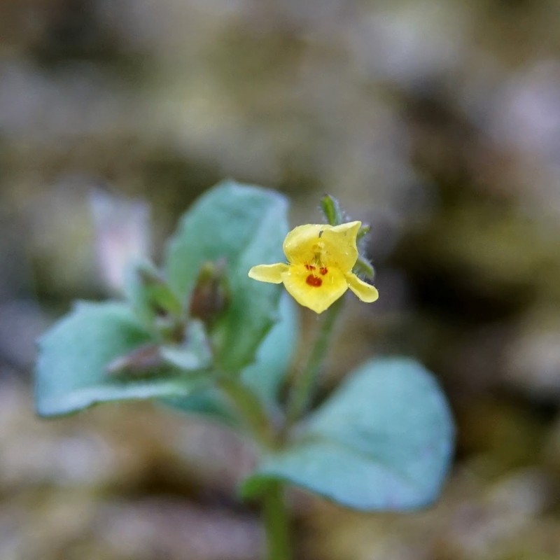 Erythranthe cordata photo 5
