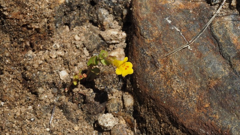 Erythranthe cordata photo 6