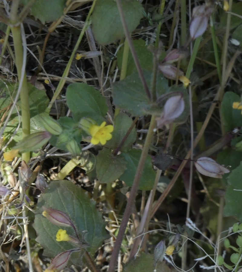 Erythranthe cordata photo 8