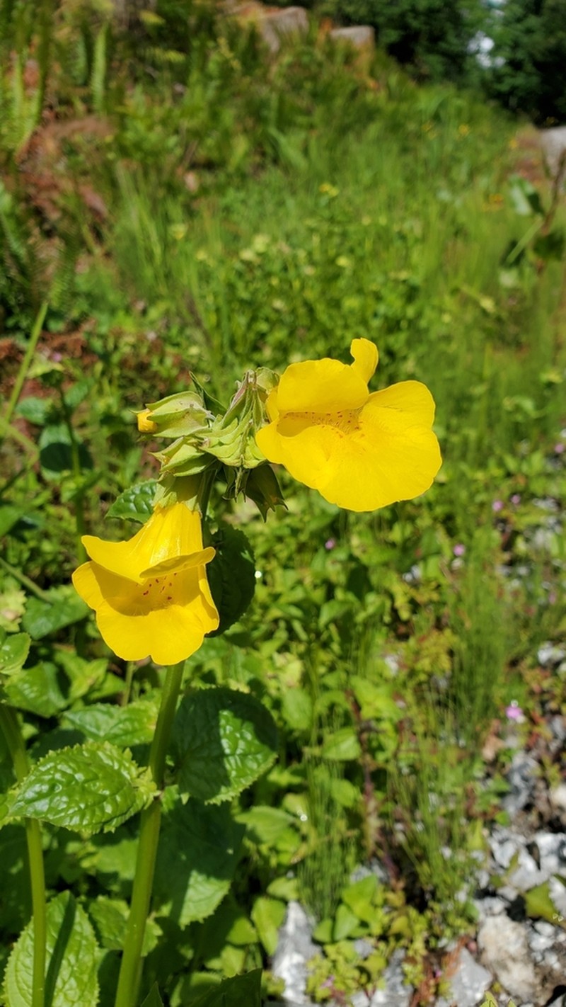 Erythranthe decora