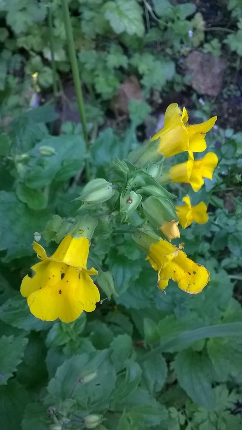 Erythranthe decora photo 2
