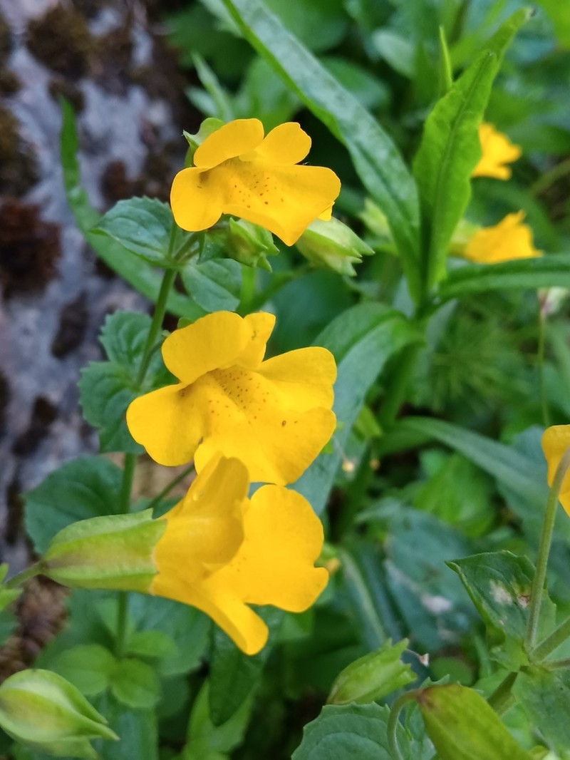 Erythranthe decora photo 4
