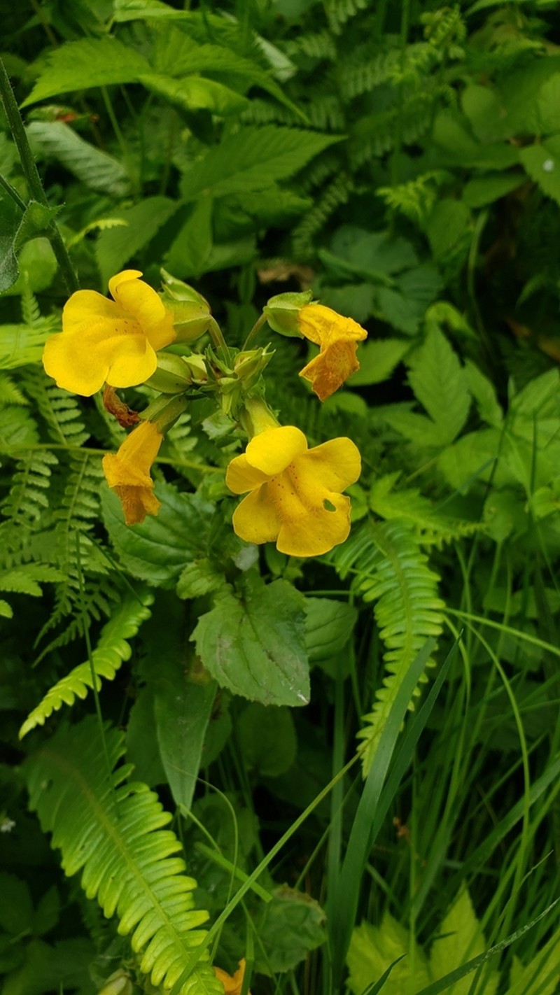 Erythranthe decora photo 5