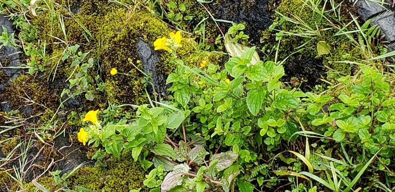 Erythranthe decora photo 6