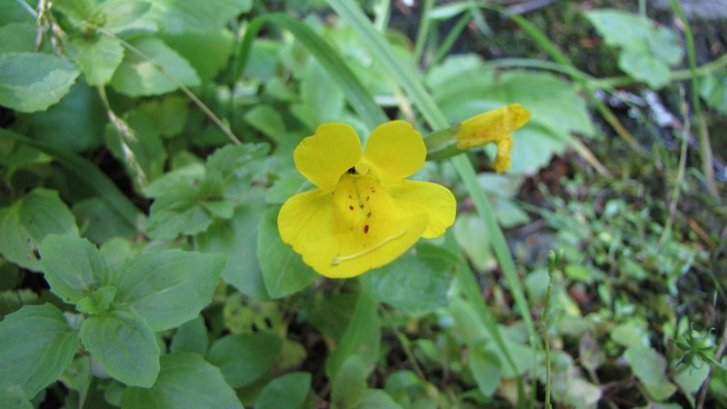 Erythranthe decora photo 7