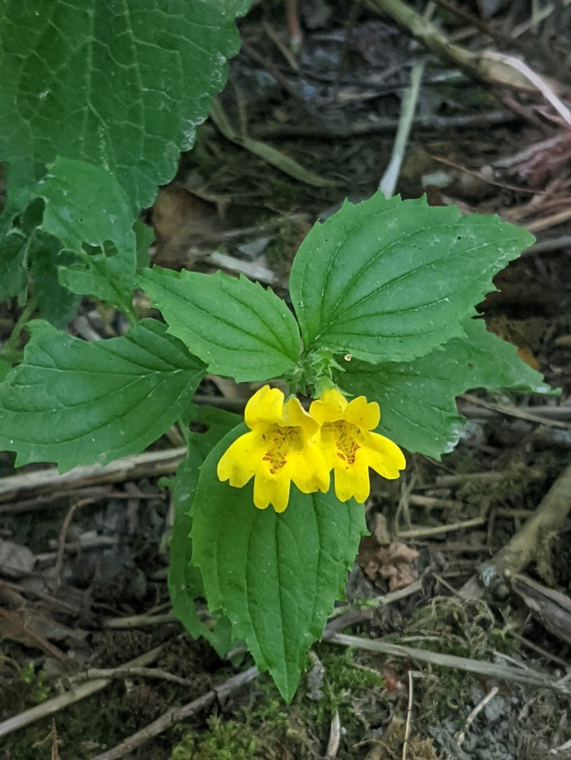 Coastal Monkeyflower