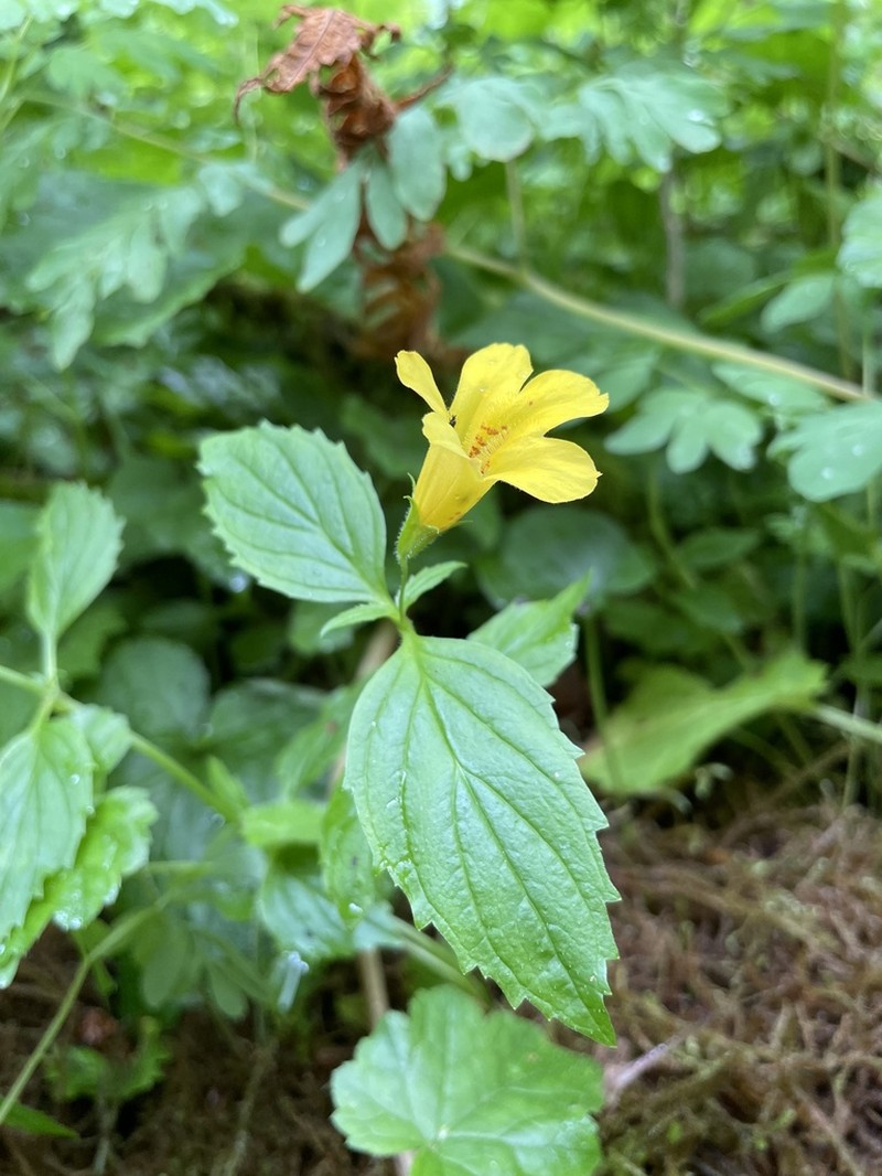Coastal Monkeyflower photo 2