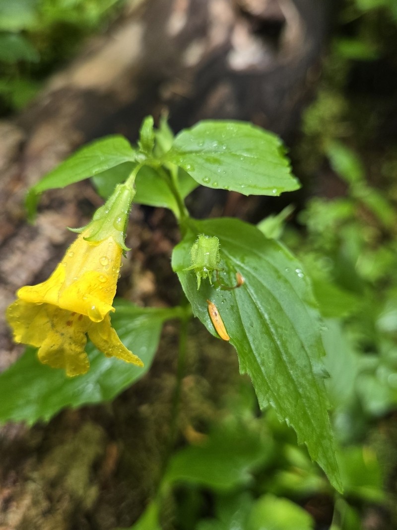Coastal Monkeyflower photo 3