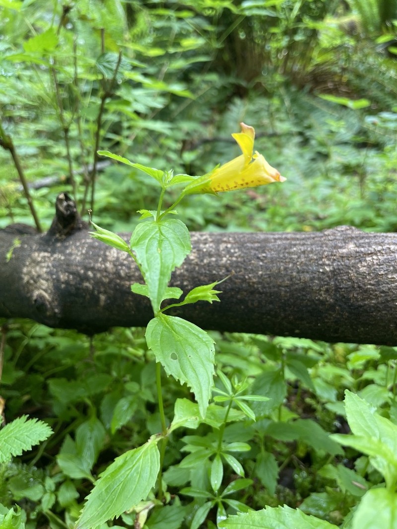 Coastal Monkeyflower photo 4