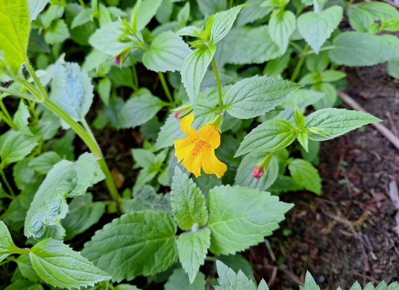 Coastal Monkeyflower photo 5