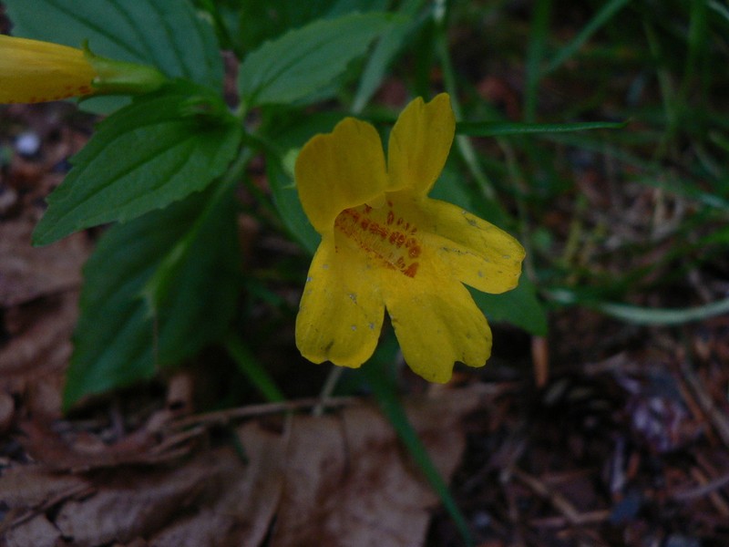 Coastal Monkeyflower photo 6