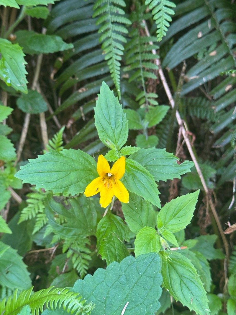 Coastal Monkeyflower photo 7