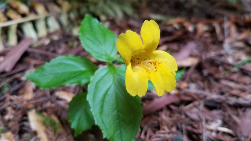 Coastal Monkeyflower photo 8