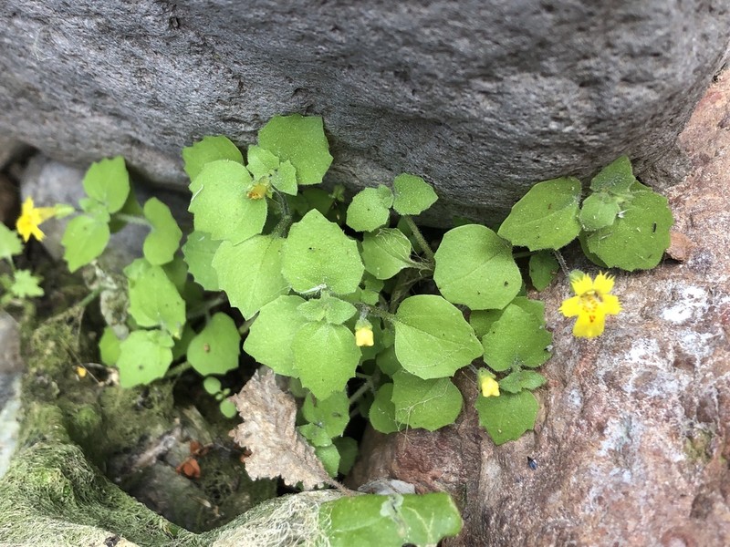 Toothpetal Monkeyflower