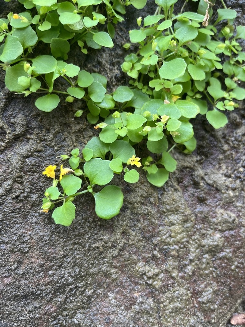 Toothpetal Monkeyflower photo 2