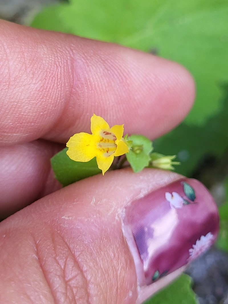 Toothpetal Monkeyflower photo 3