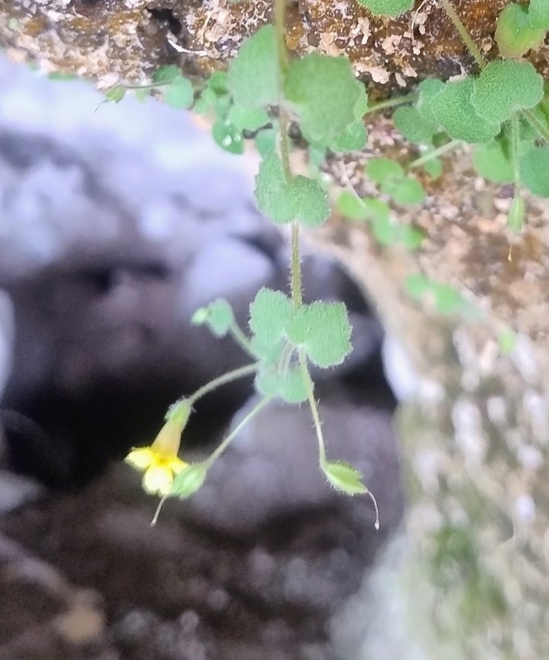Toothpetal Monkeyflower photo 4