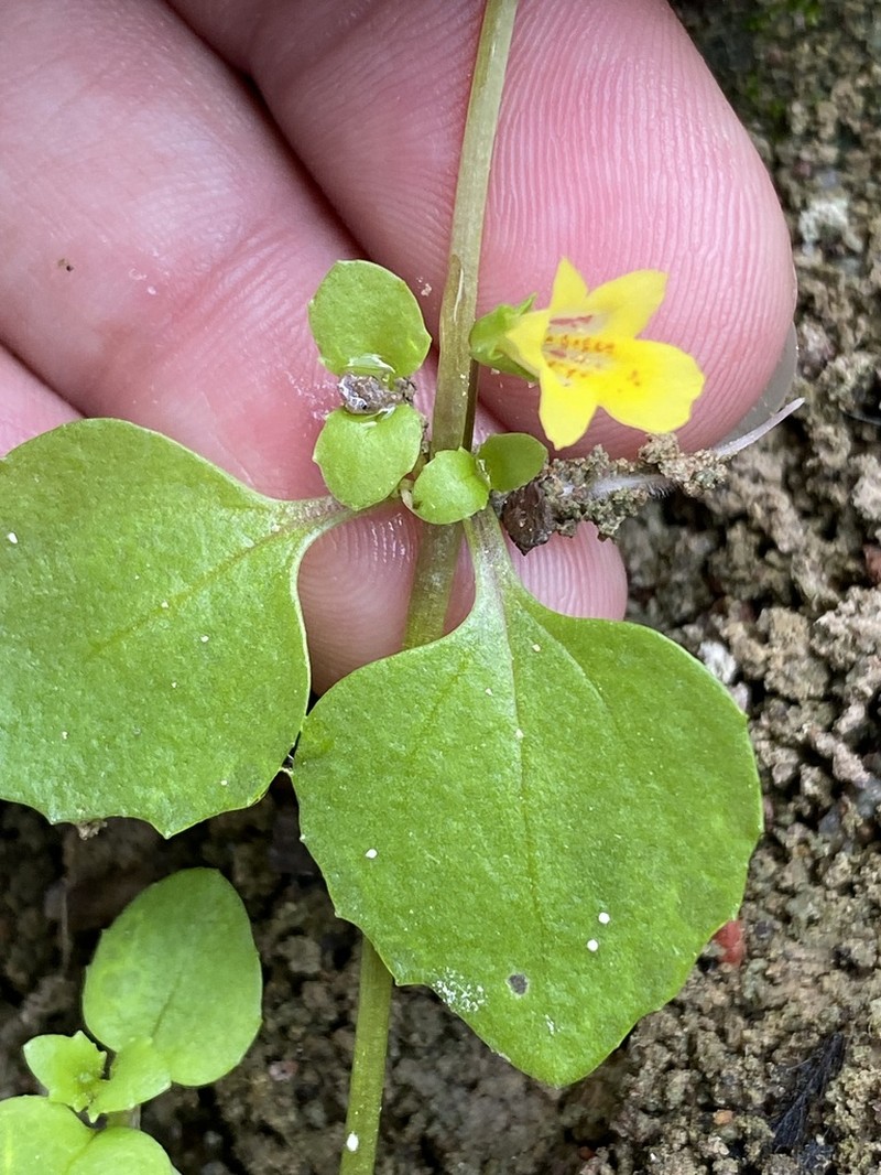 Toothpetal Monkeyflower photo 5