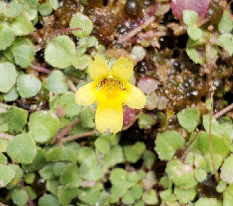 Toothpetal Monkeyflower photo 6