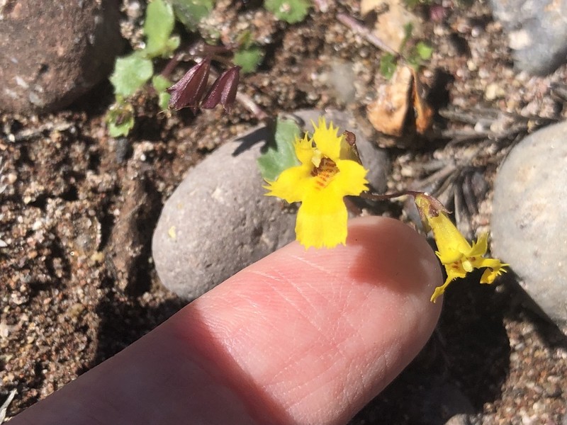 Toothpetal Monkeyflower photo 7