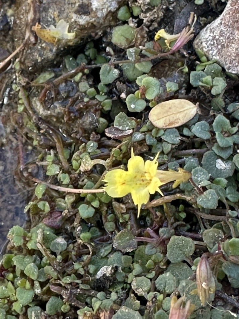 Toothpetal Monkeyflower photo 8