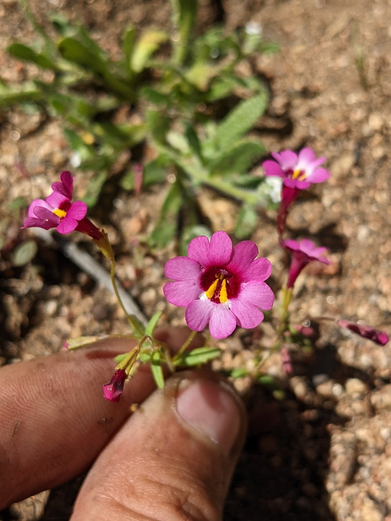 Palomar Monkeyflower