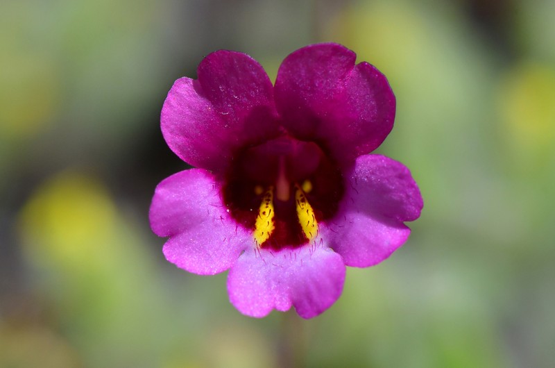 Palomar Monkeyflower