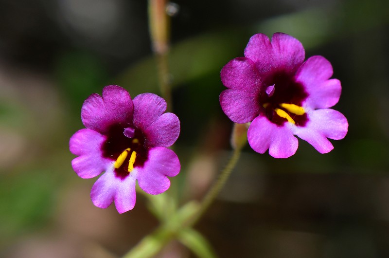 Palomar Monkeyflower photo 2