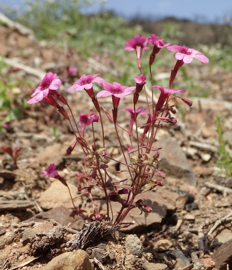 Palomar Monkeyflower photo 3