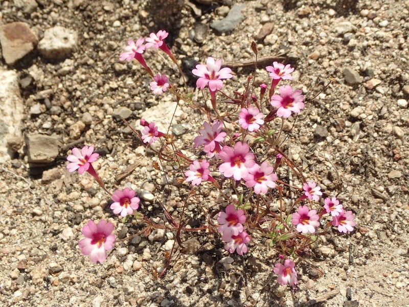 Palomar Monkeyflower photo 4