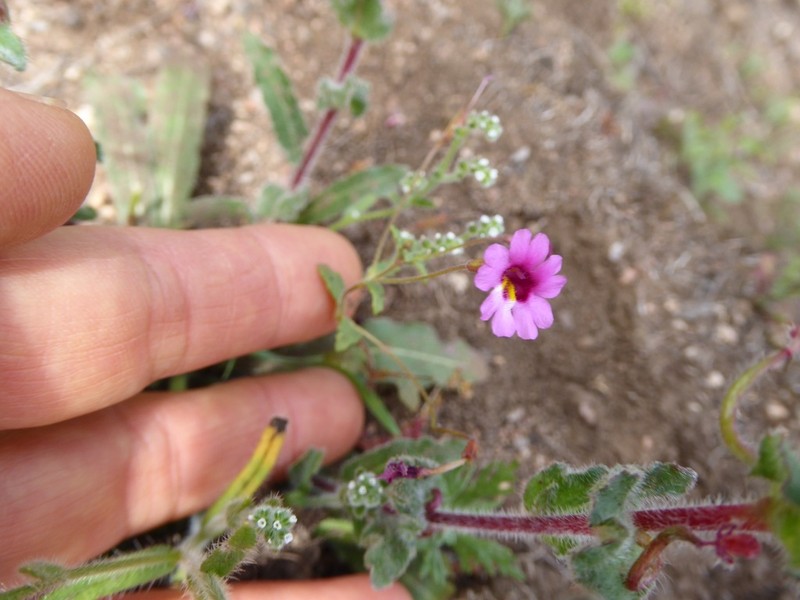 Palomar Monkeyflower photo 5