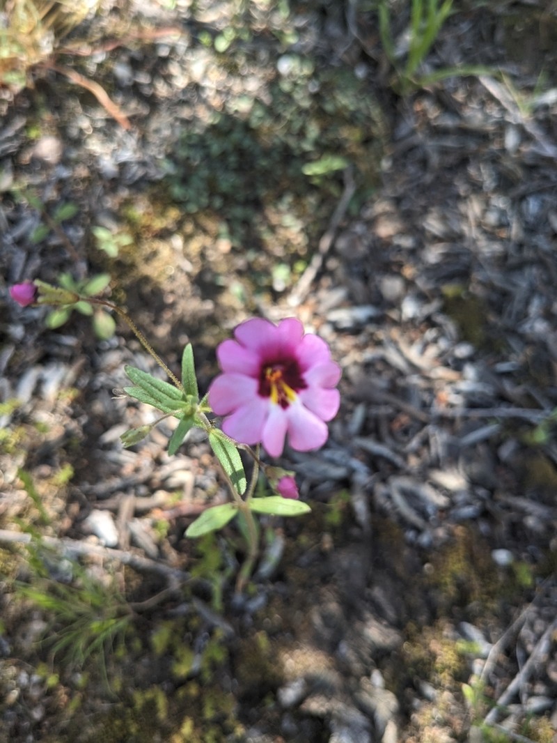 Palomar Monkeyflower photo 6