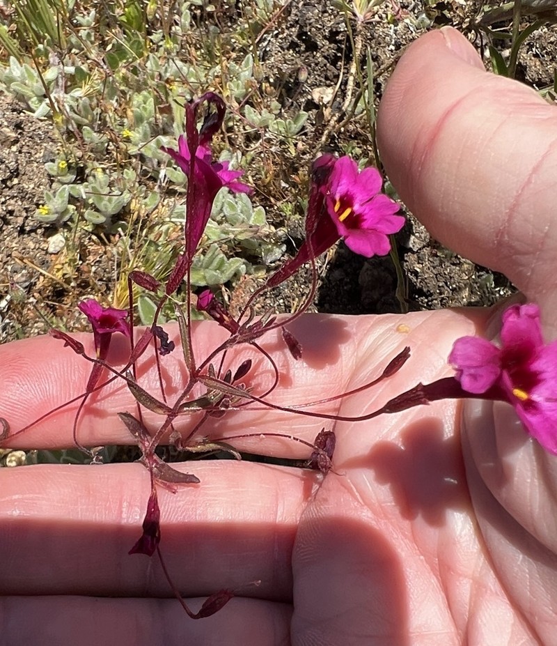 Palomar Monkeyflower photo 7
