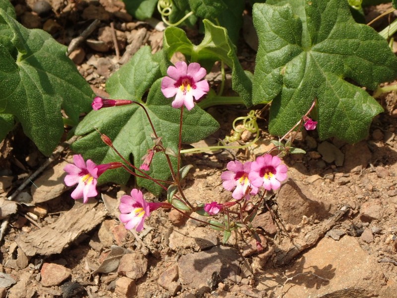 Palomar Monkeyflower photo 8
