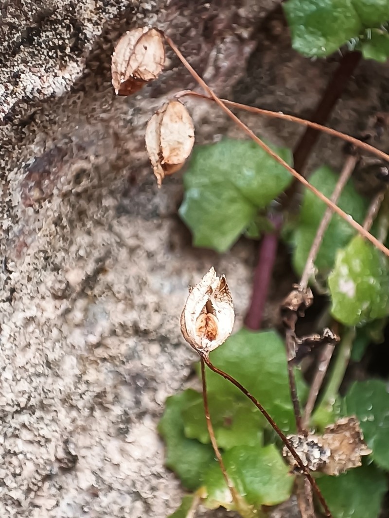 Erythranthe diminuens