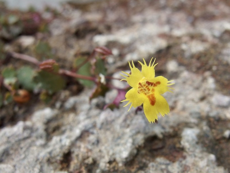 Erythranthe diminuens photo 2