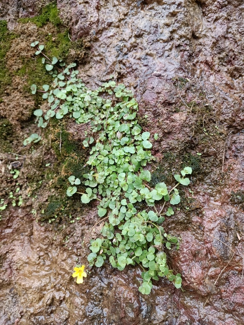 Erythranthe diminuens photo 4