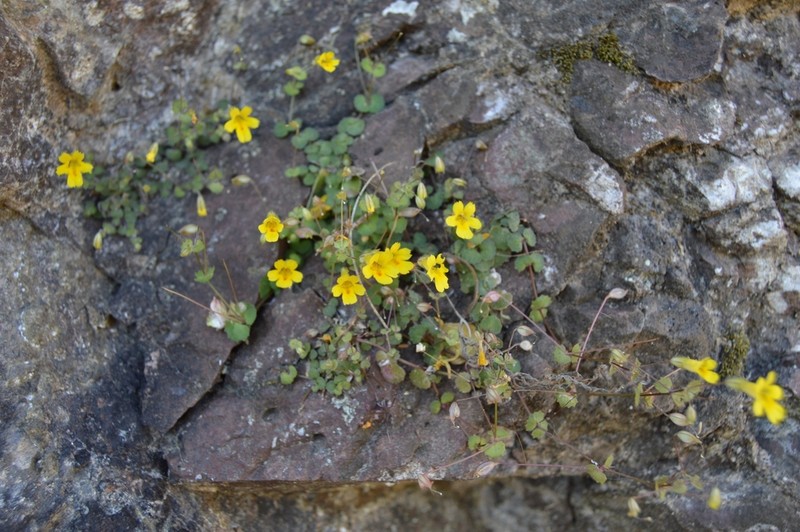 Erythranthe diminuens photo 5