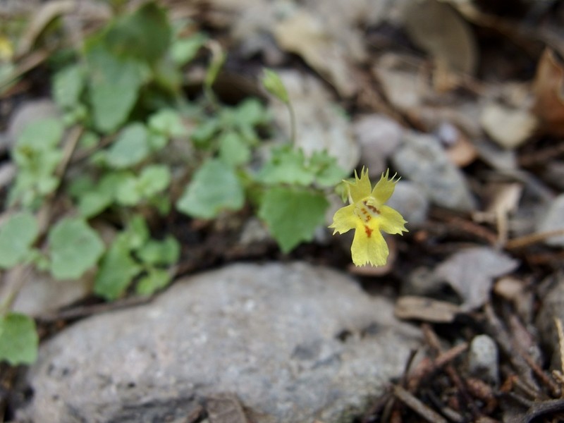 Erythranthe diminuens photo 6
