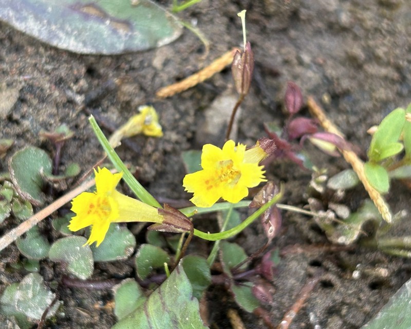 Erythranthe diminuens photo 7