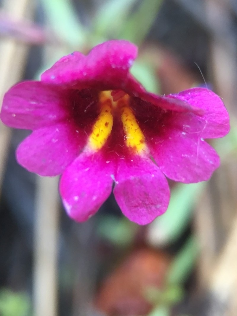 Erythranthe discolor