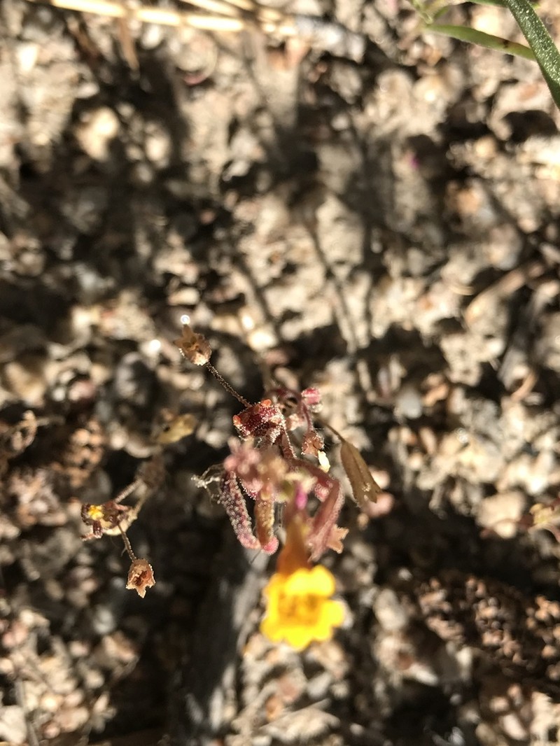 Erythranthe discolor photo 8