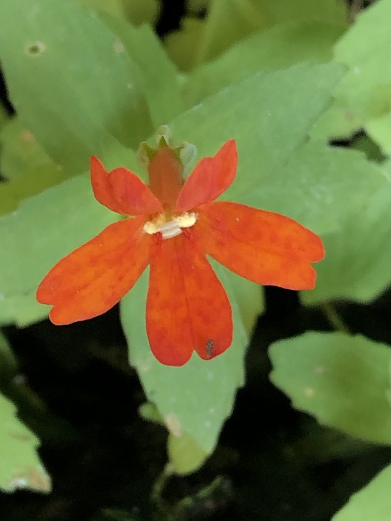 Eastwood's Monkeyflower