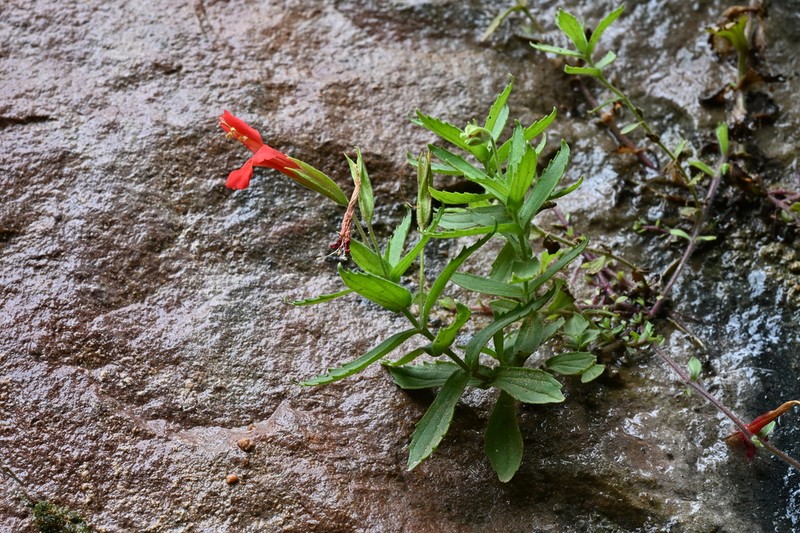 Eastwood's Monkeyflower photo 2