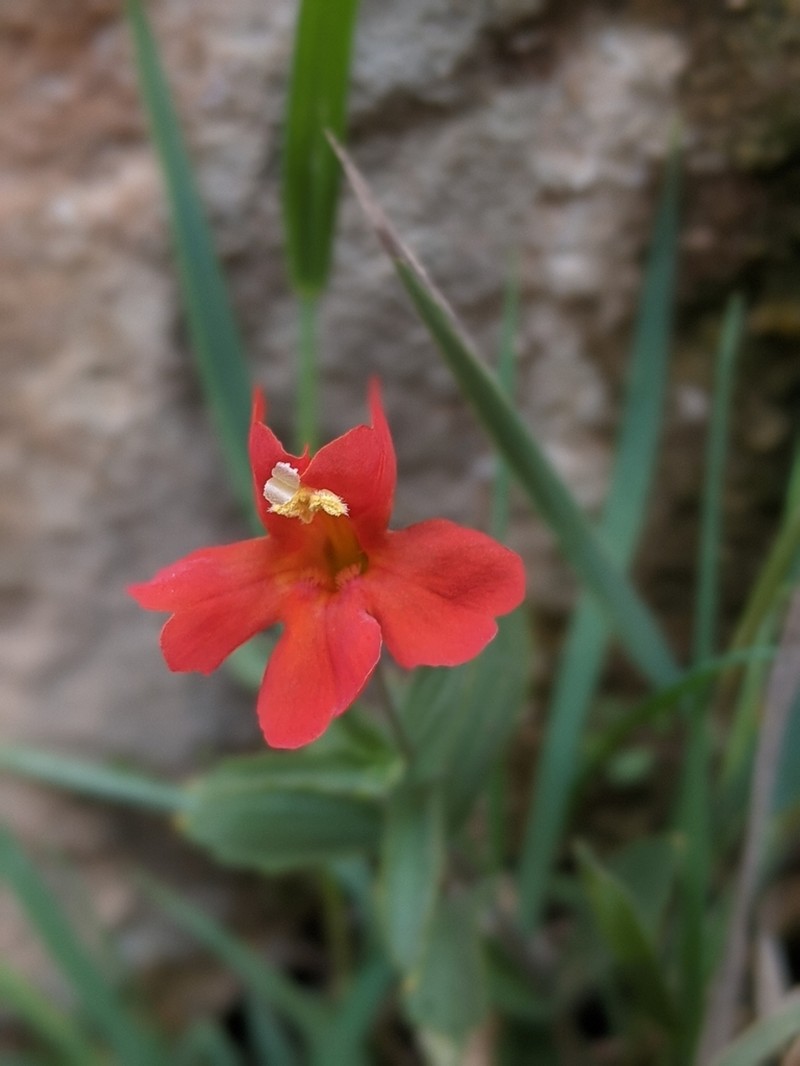 Eastwood's Monkeyflower photo 3